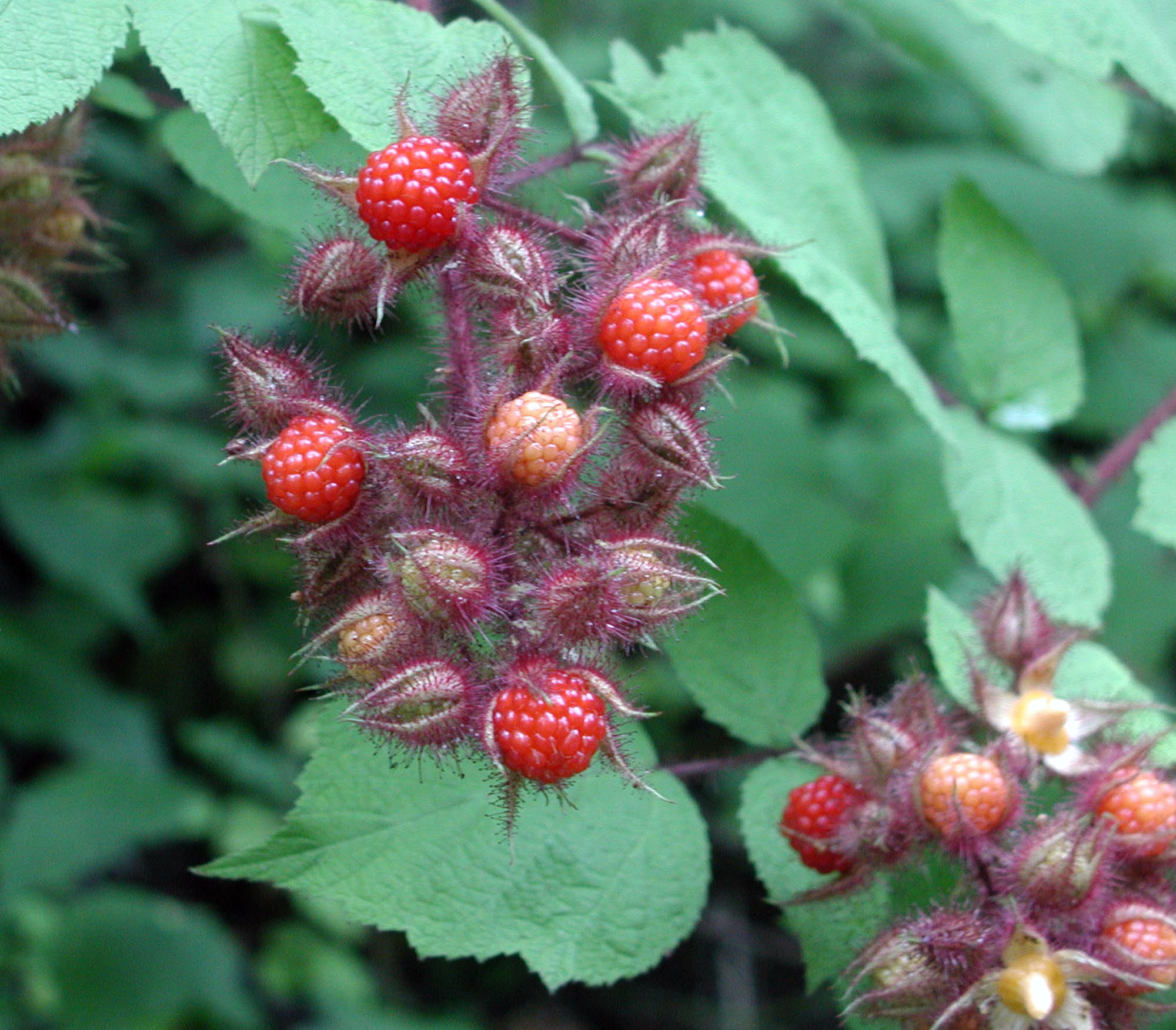 Wild Raspberries fruiting